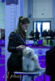 /album/fehova-winter-dog-show/mg-0285-copy-jpg/